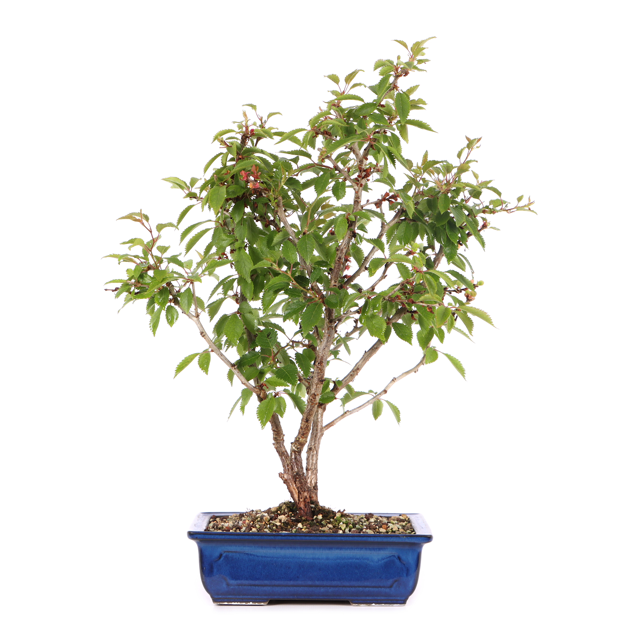 Prunus incisa 'Kojou-no-mai'