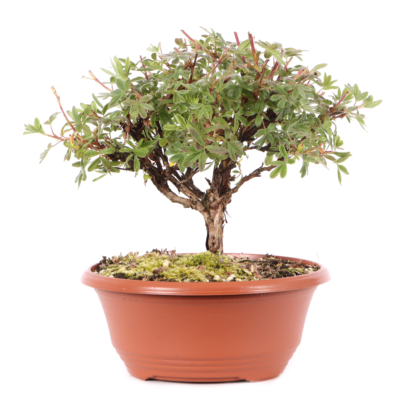 Potentilla fruticosa 'Goldteppich'