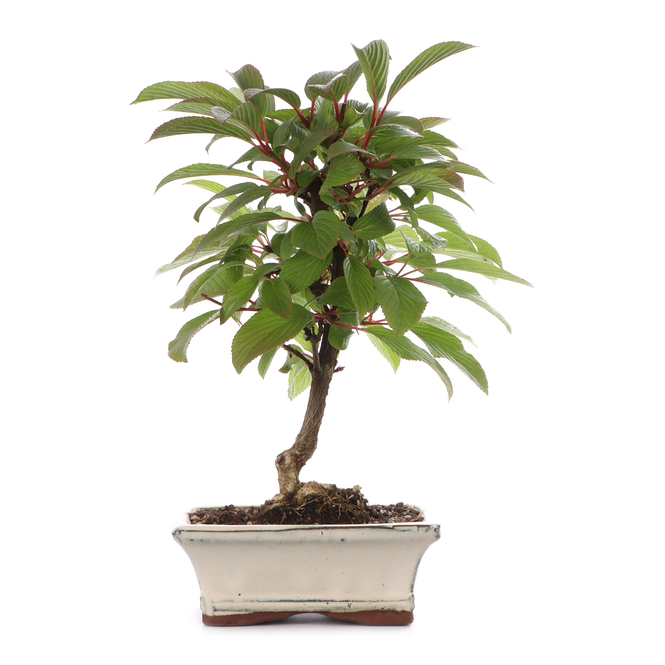 Viburnum x bodnantense 'Dawn'