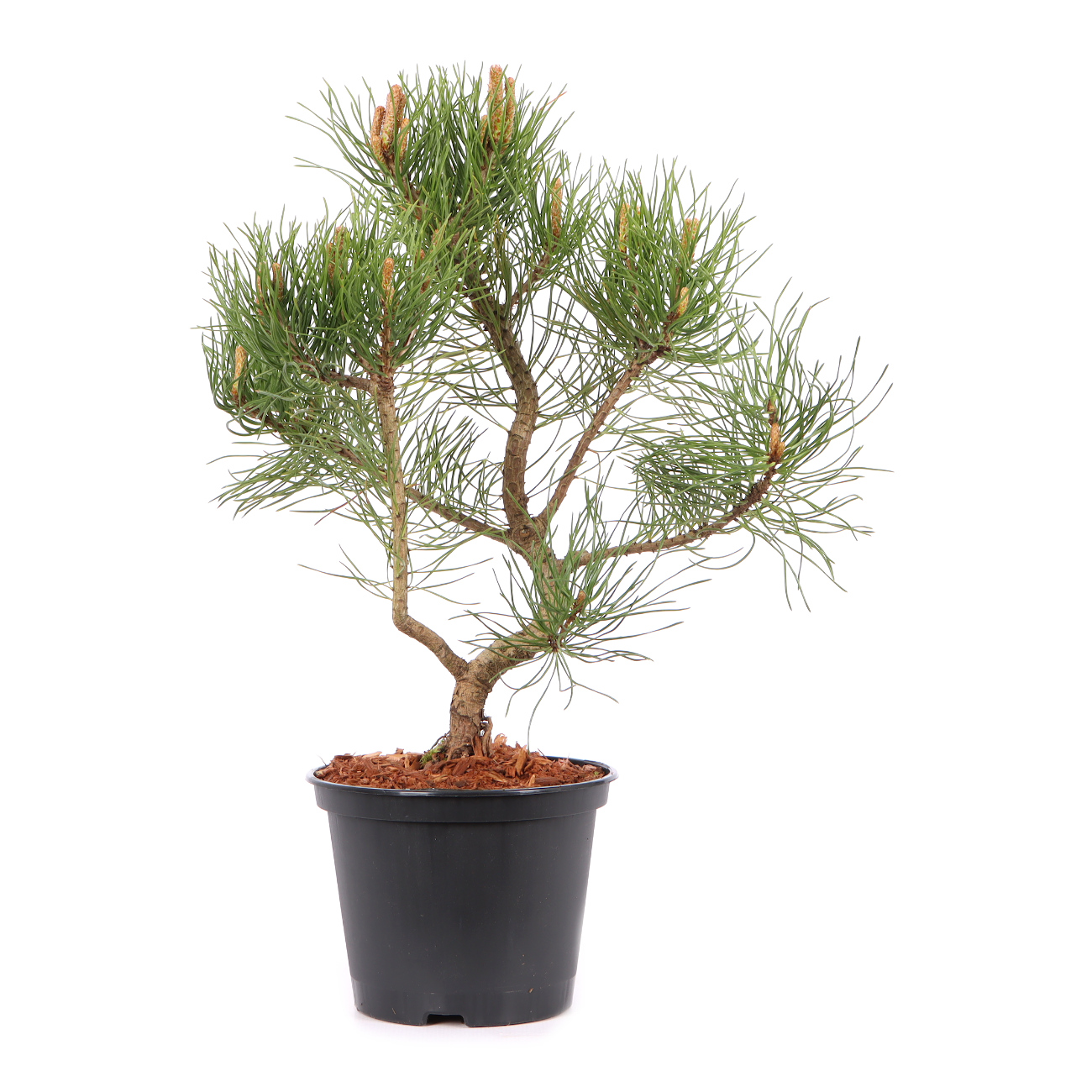 Pinus mugo subsp. uncinata
