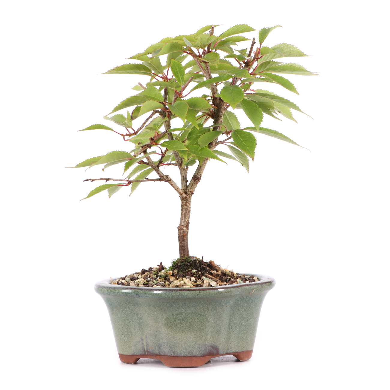 Prunus subhirtella 'Okame'