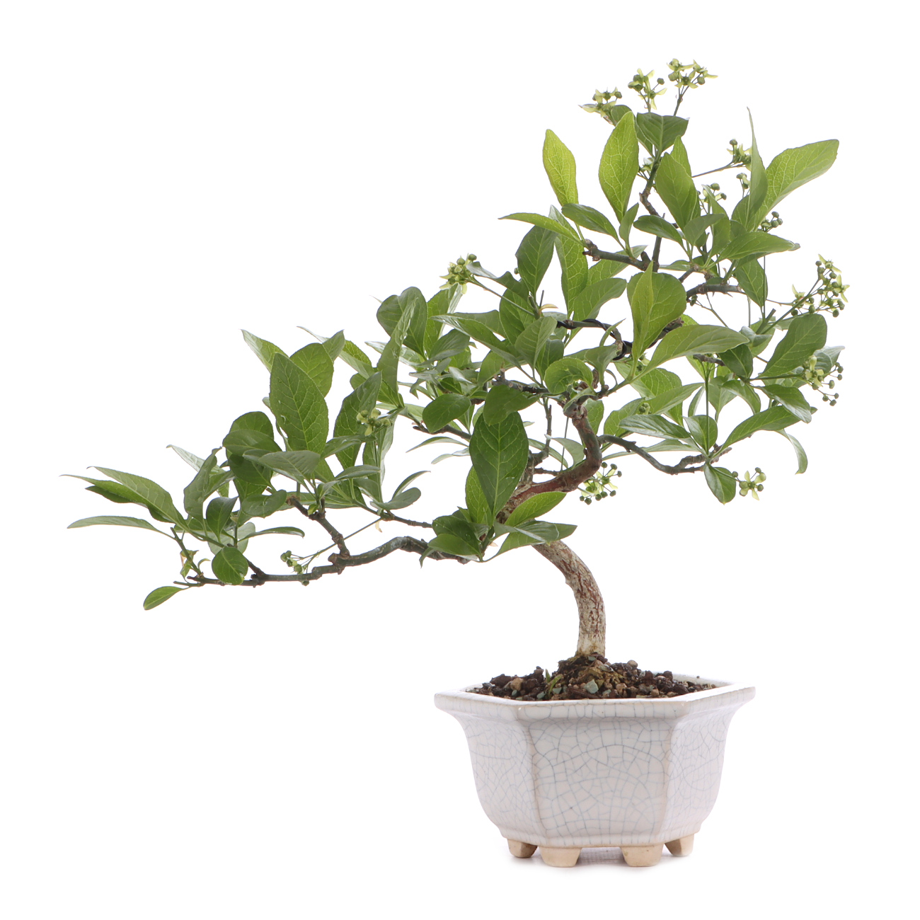 Euonymus europaeus