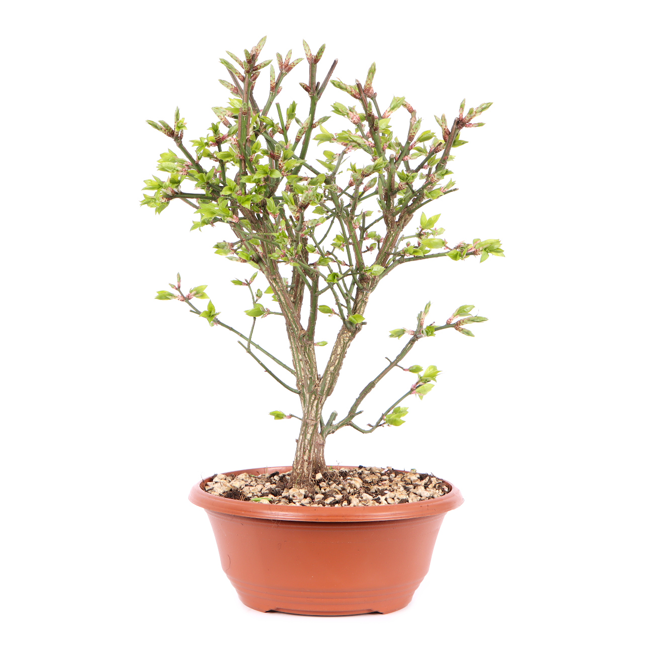 Seitenansicht rechts