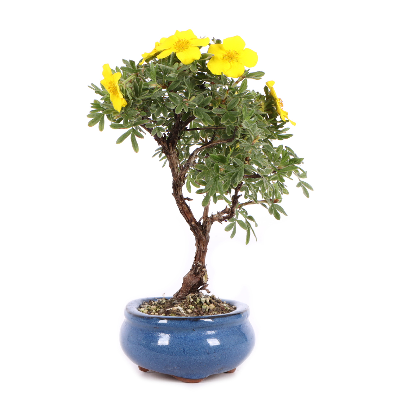 Seitenansicht rechts