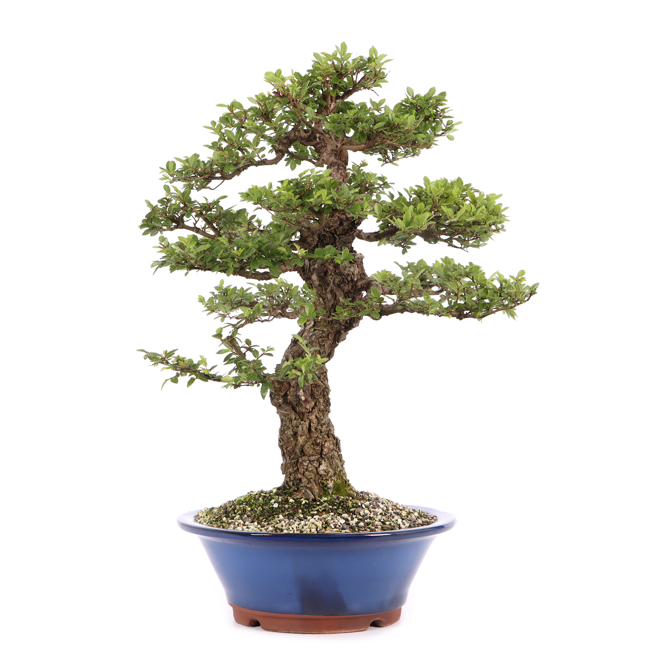 Ulmus japonica