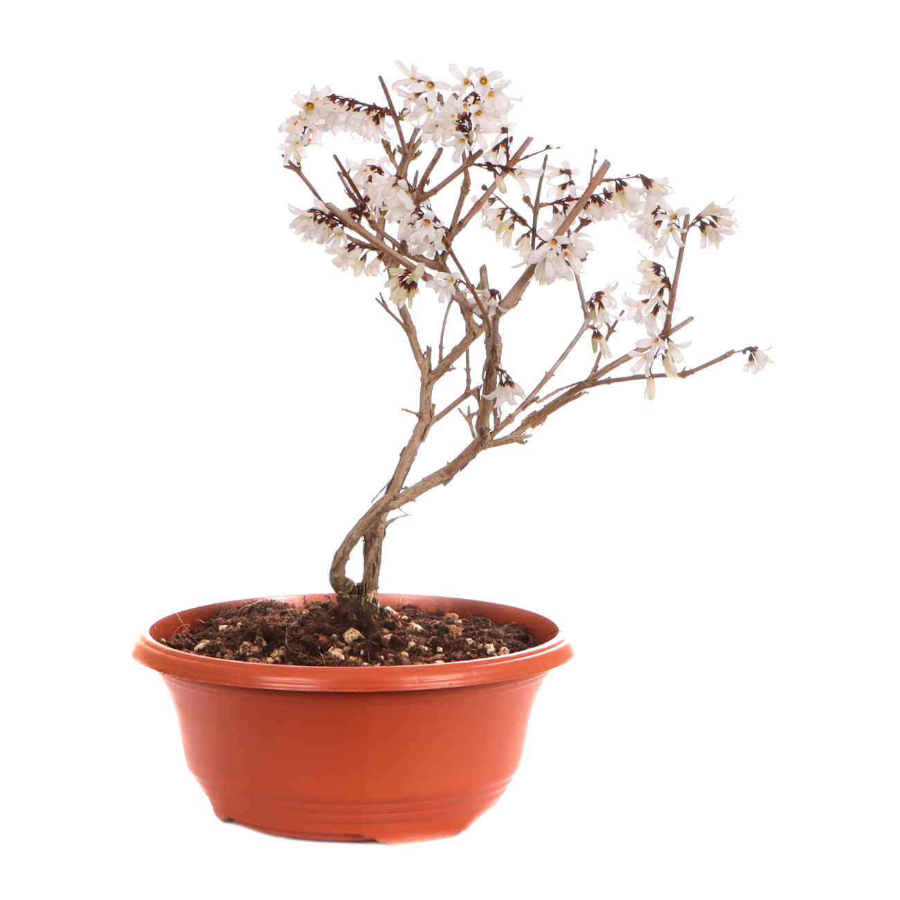 Seitenansicht rechts