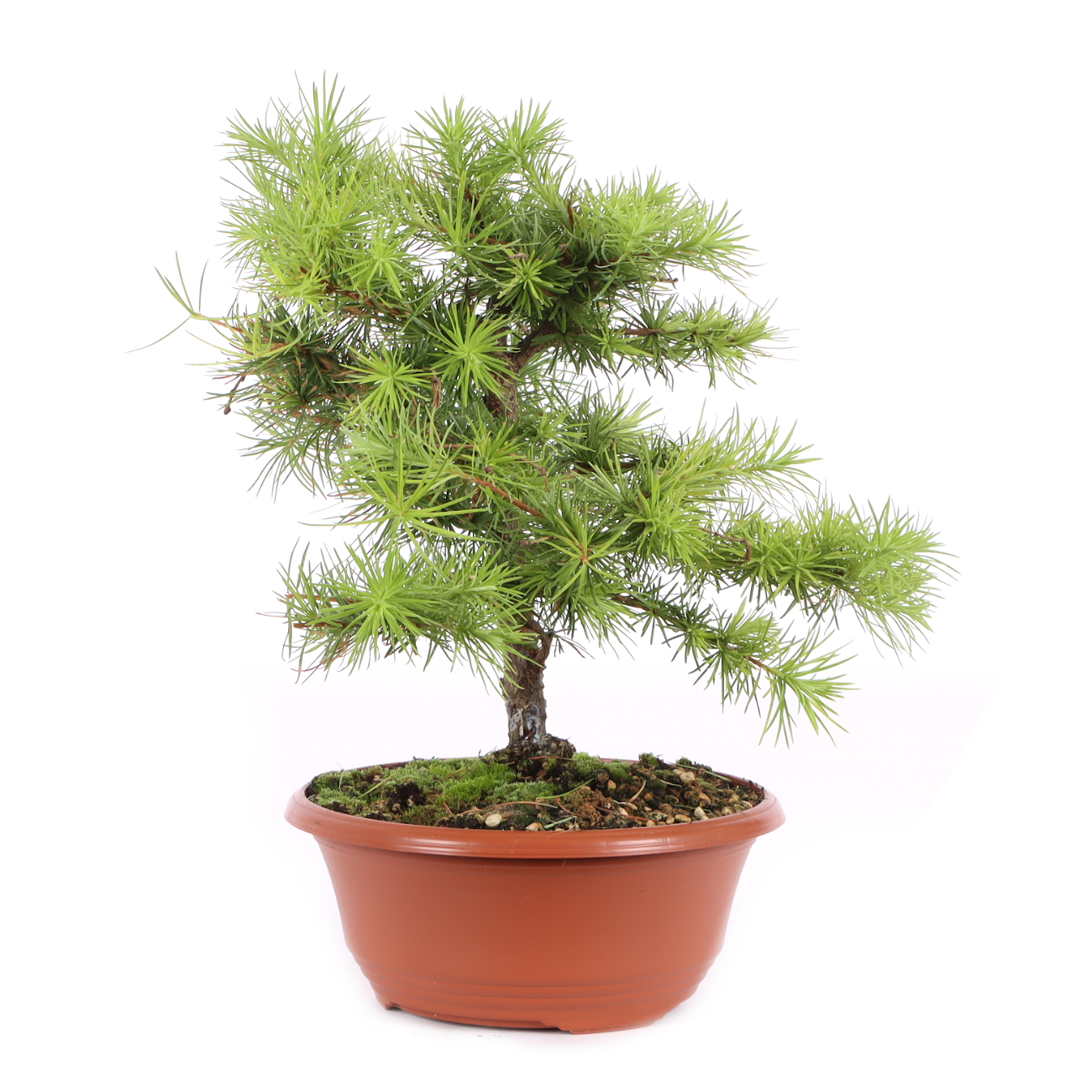 Larix kaempferi