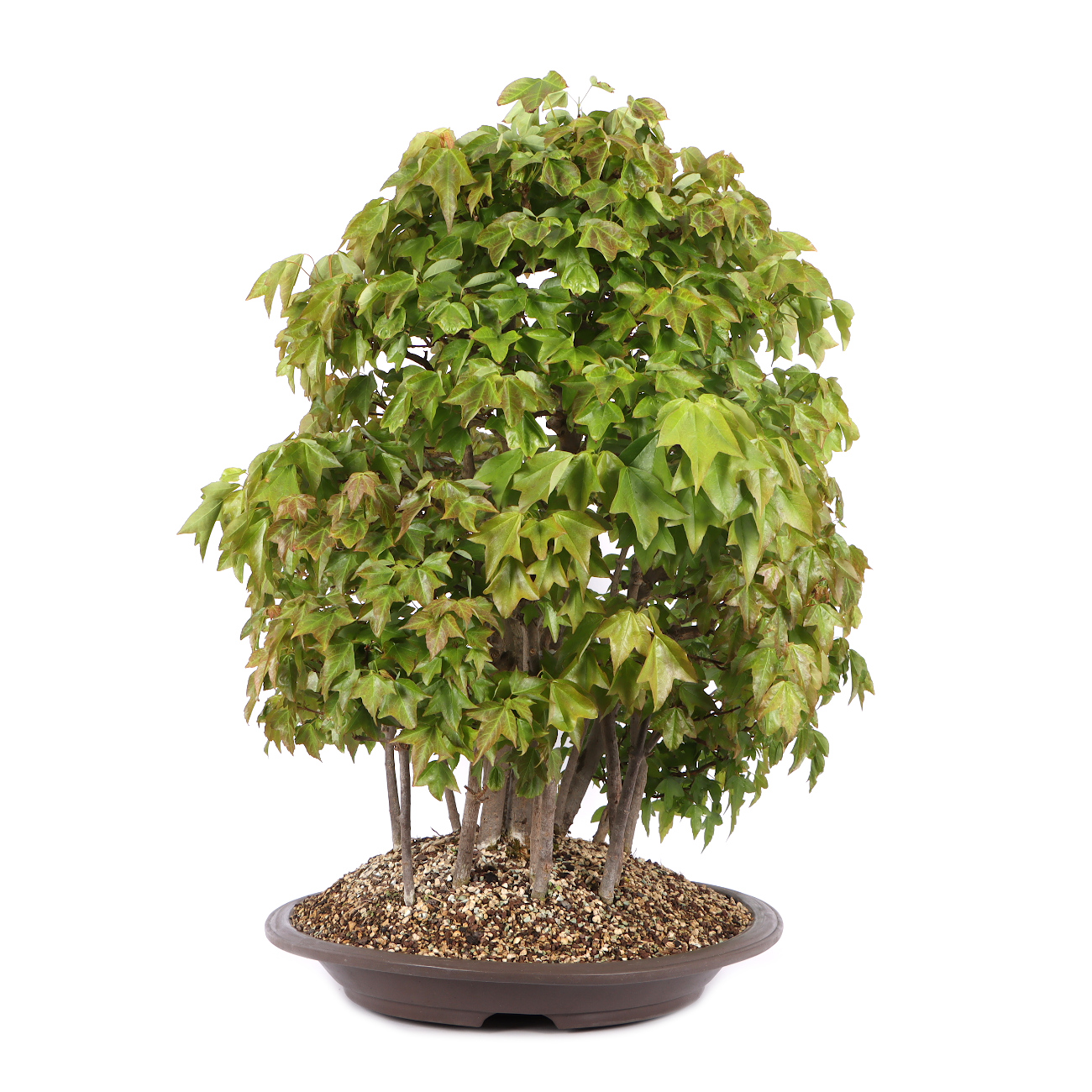 Acer buergerianum