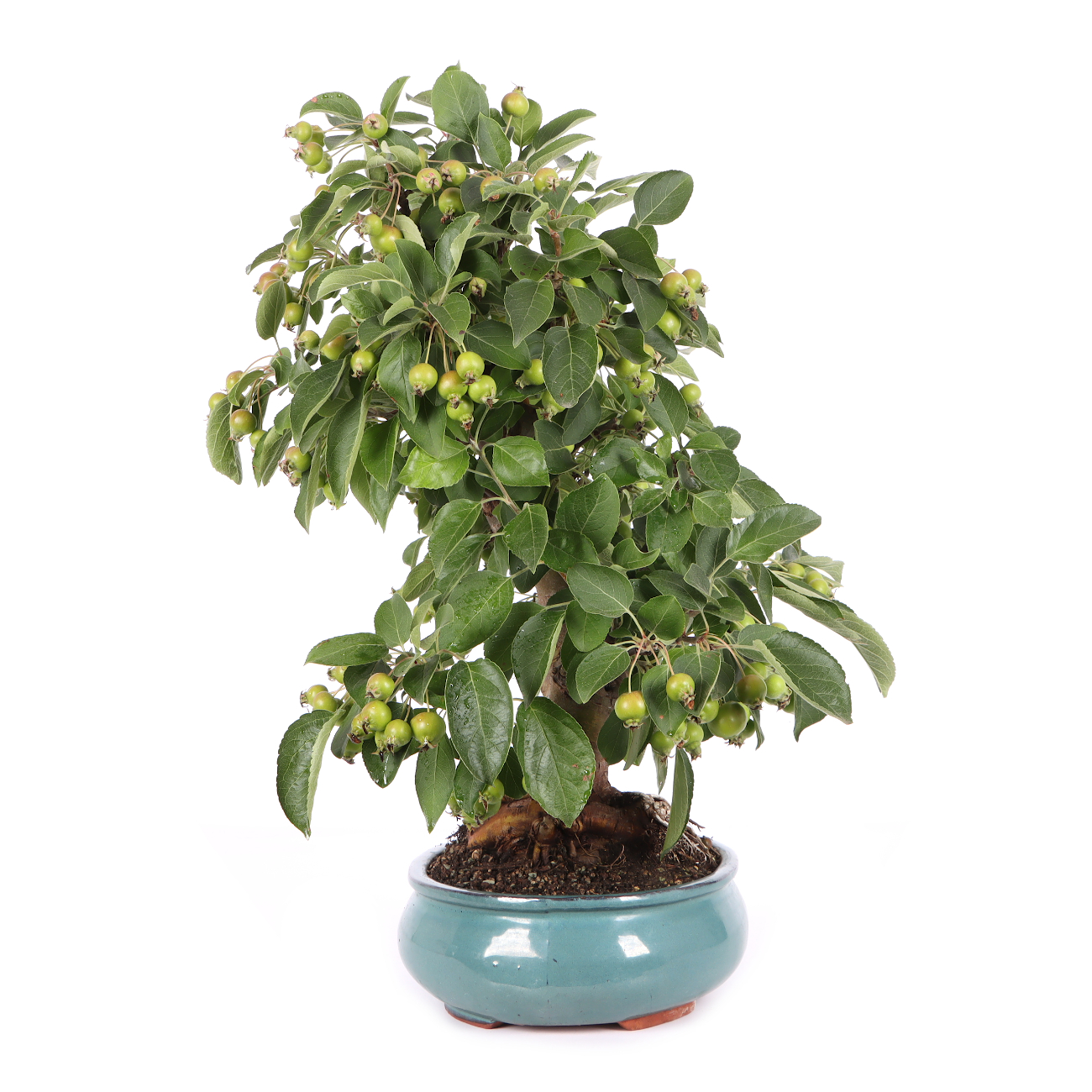 Malus spec.