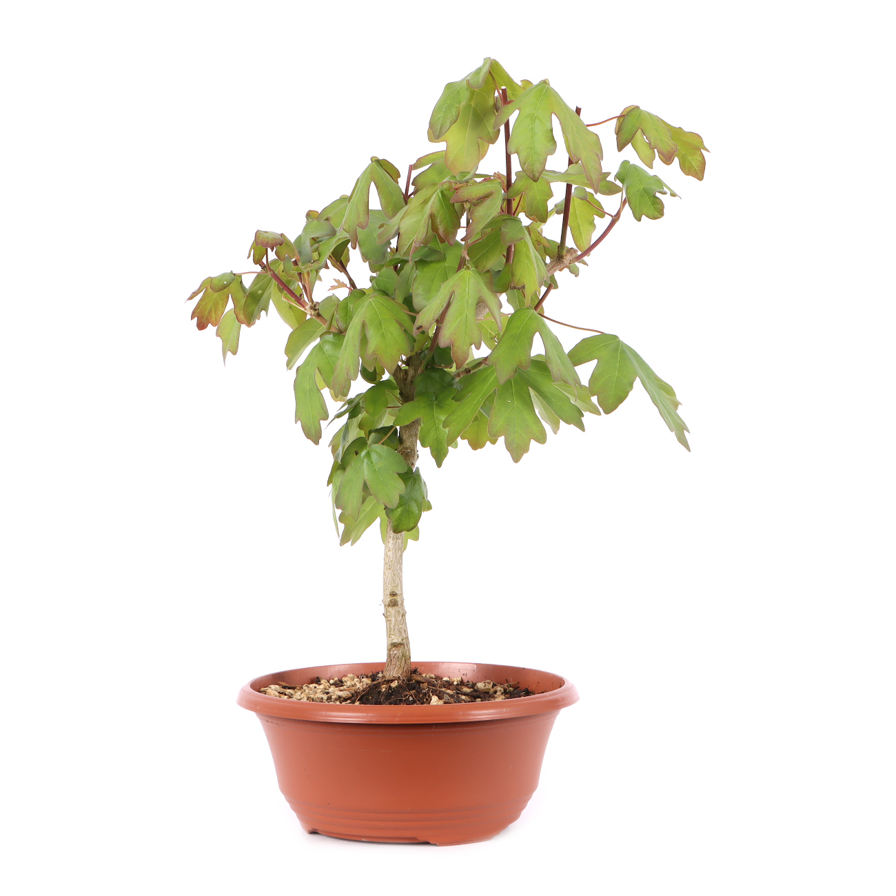 Acer campestre