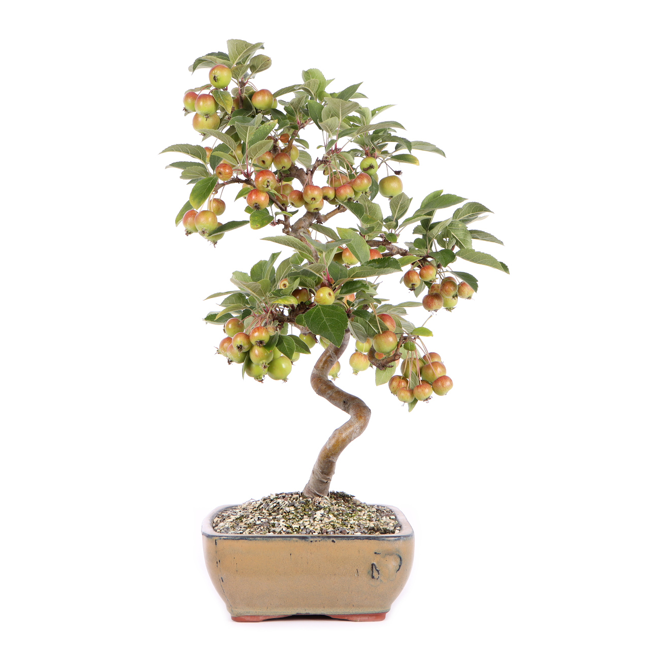 Seitenansicht rechts