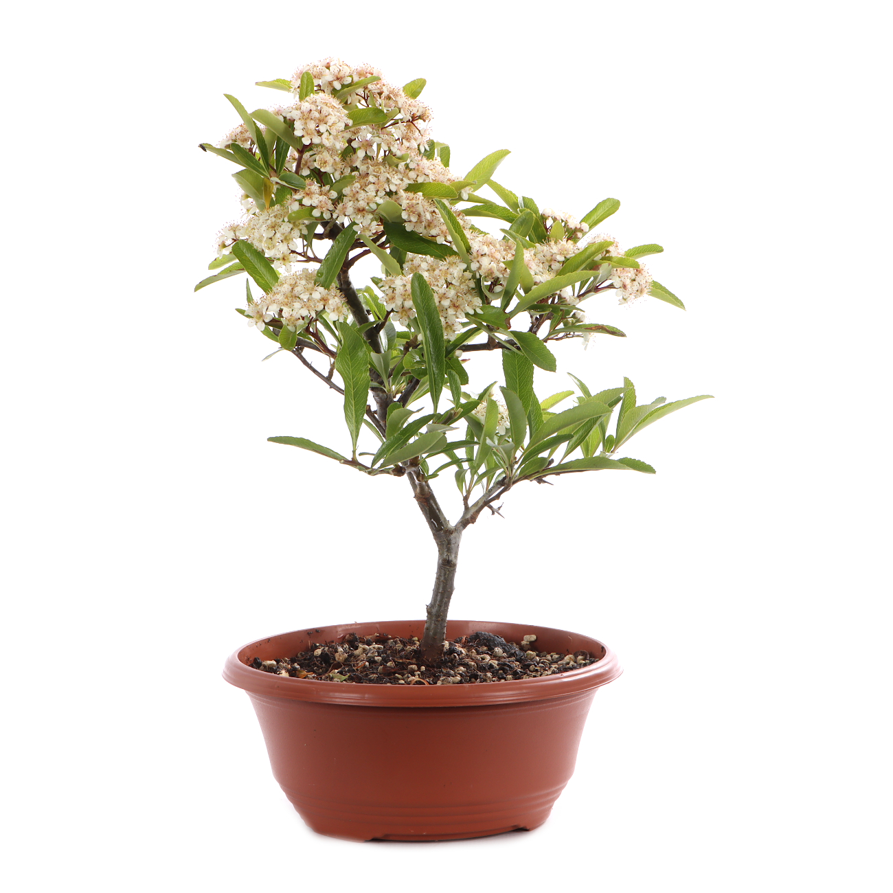 Pyracantha angustifolia