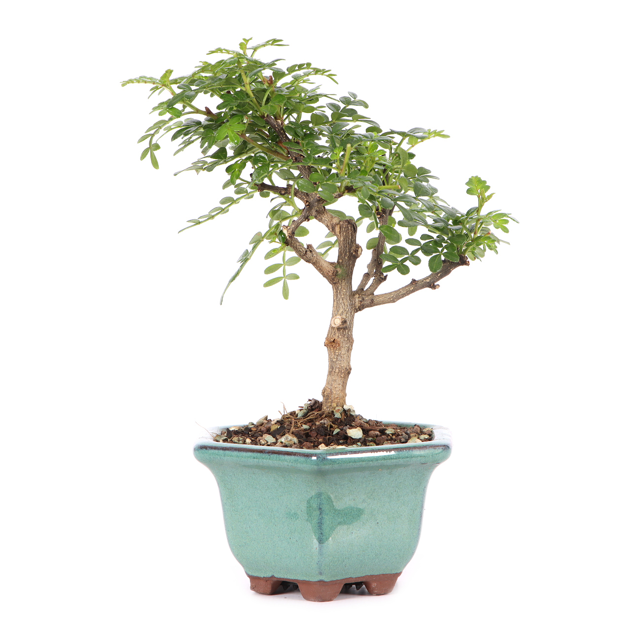 Zanthoxylum spec.