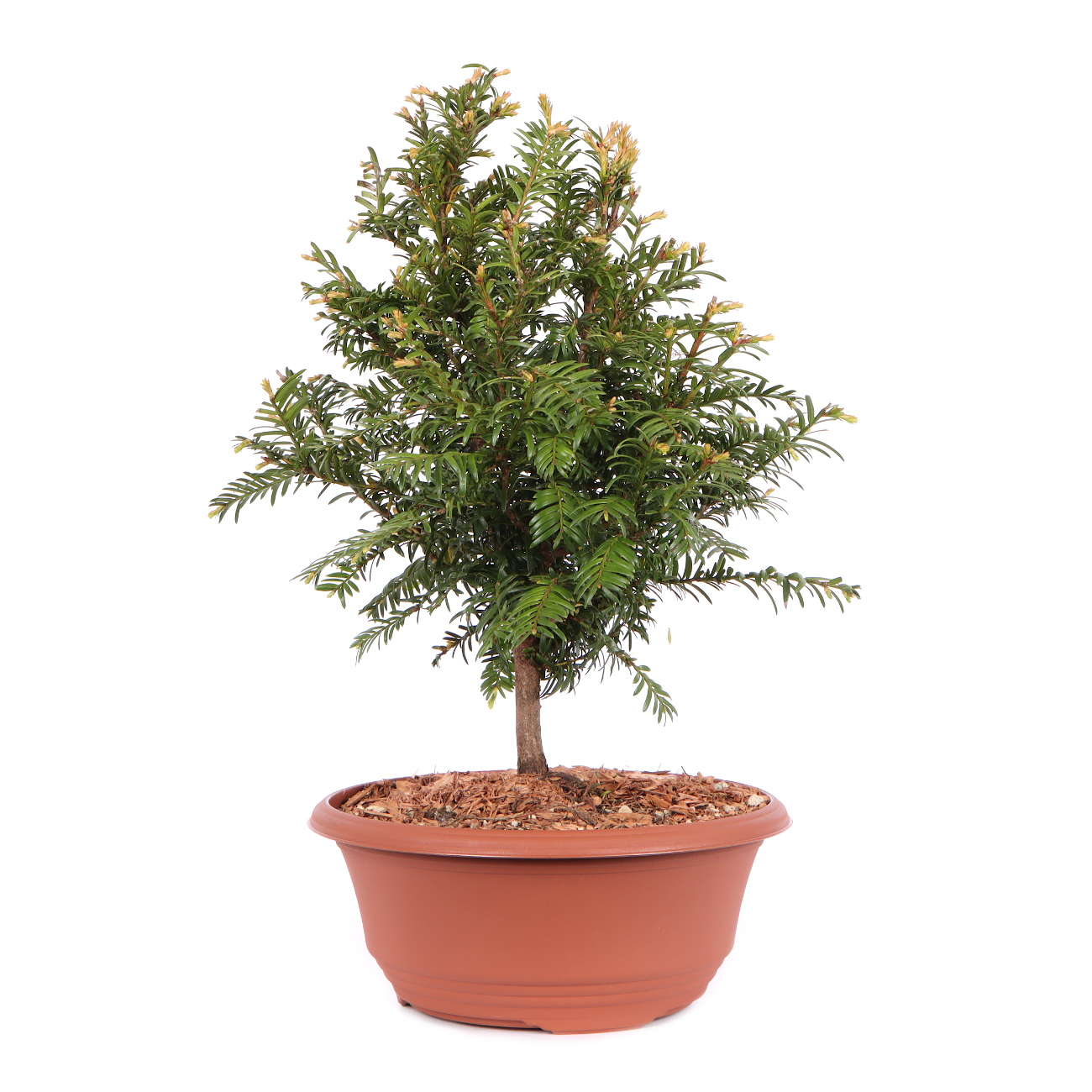 Seitenansicht rechts