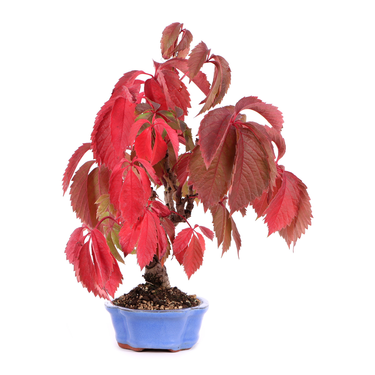 Seitenansicht rechts