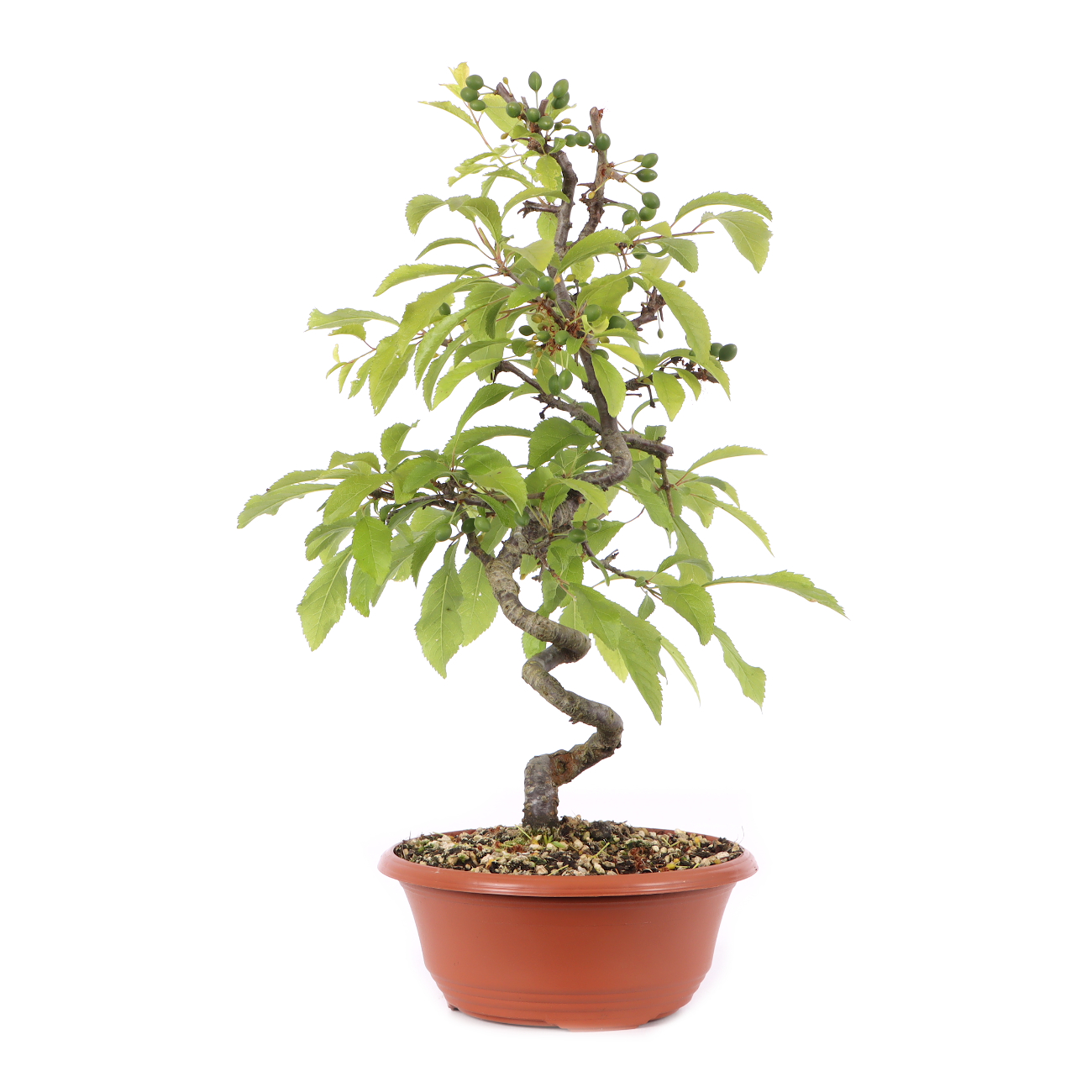Prunus spinosa