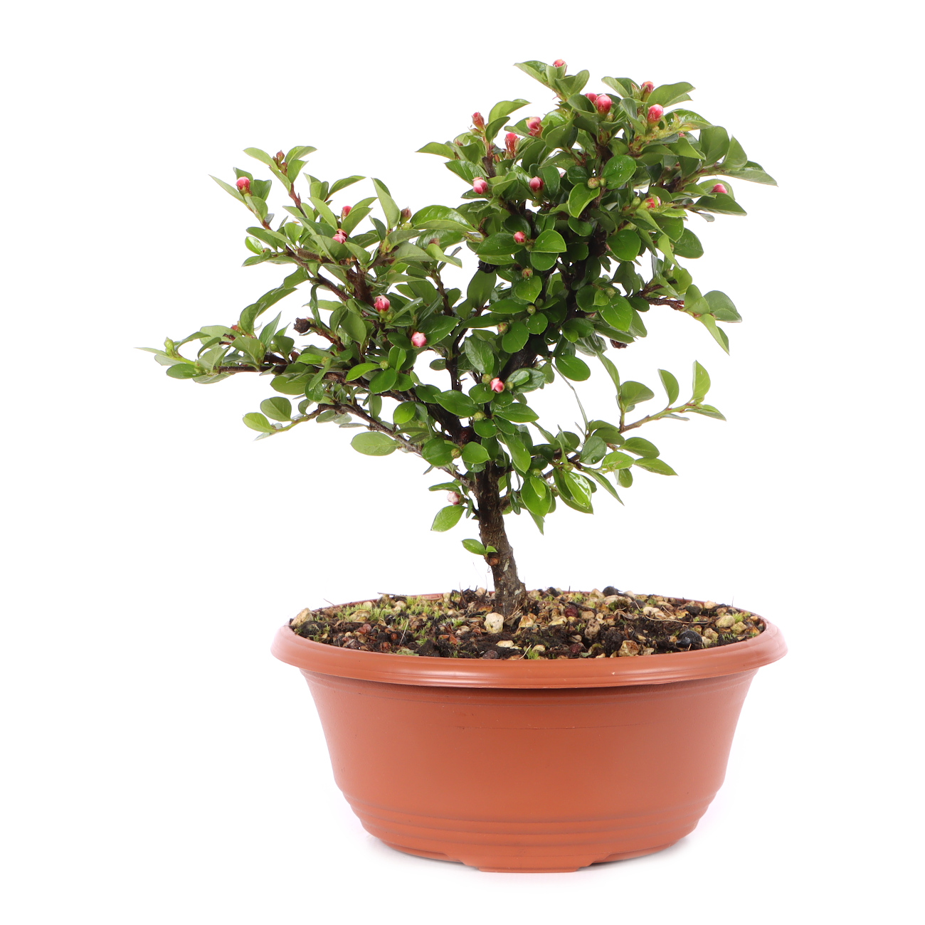 Cotoneaster praecox