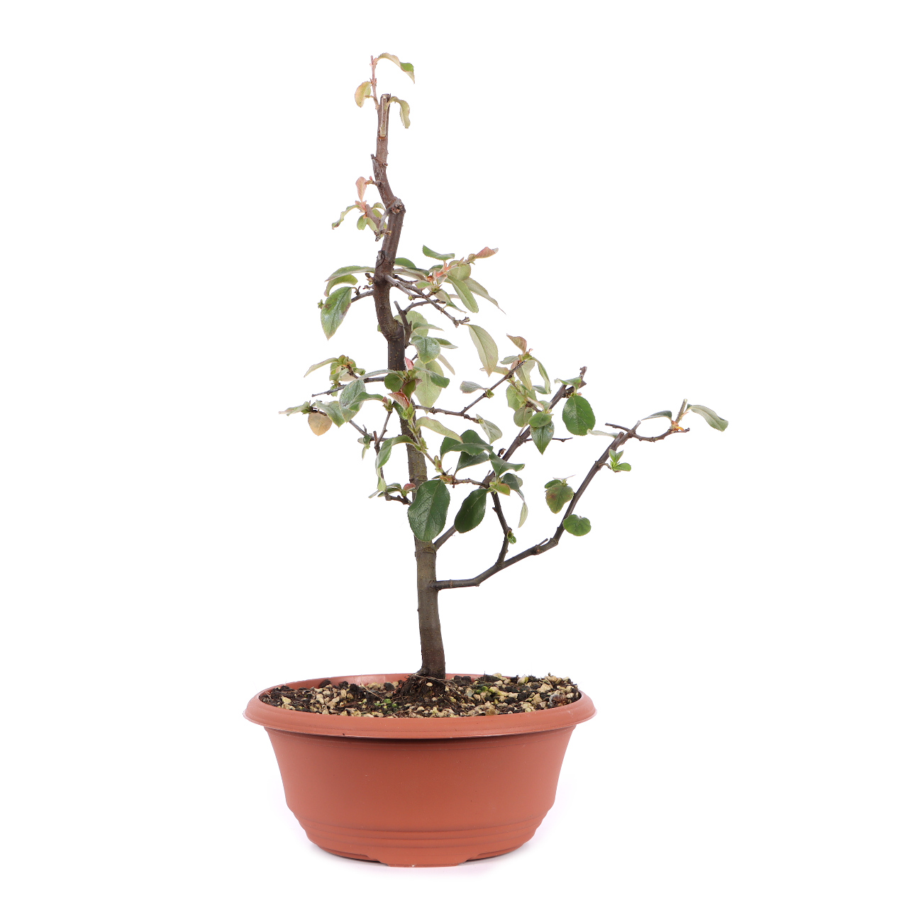 Seitenansicht rechts