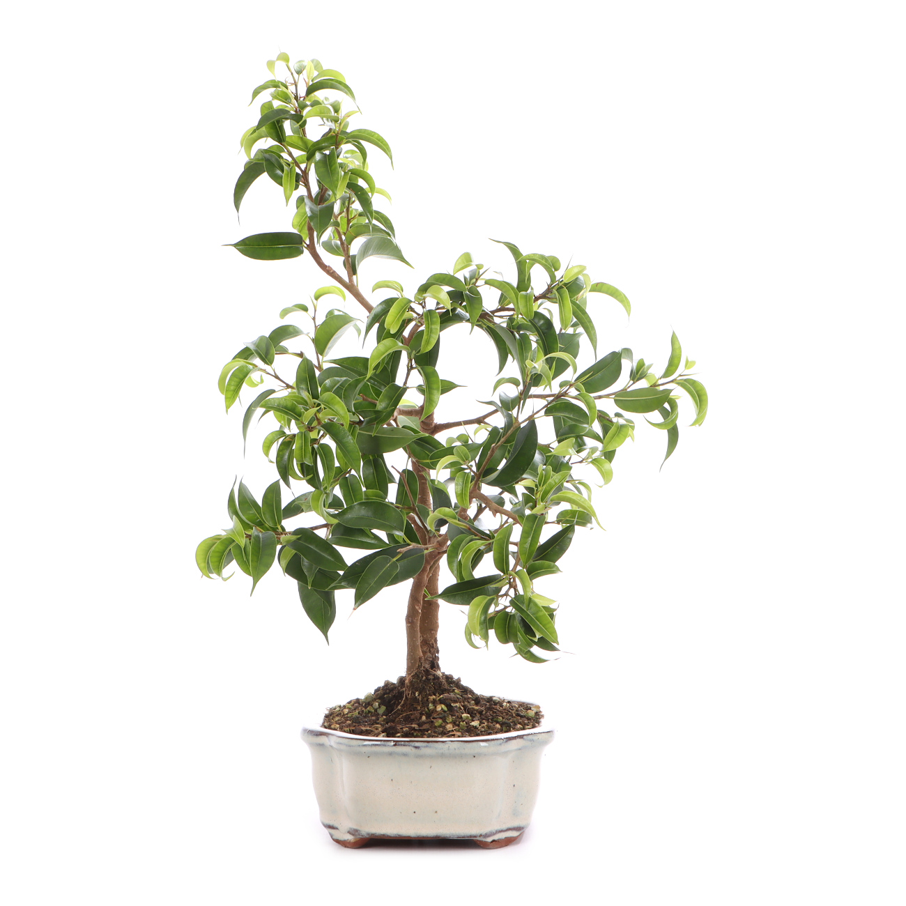 Ficus benjamina 'Natasja'