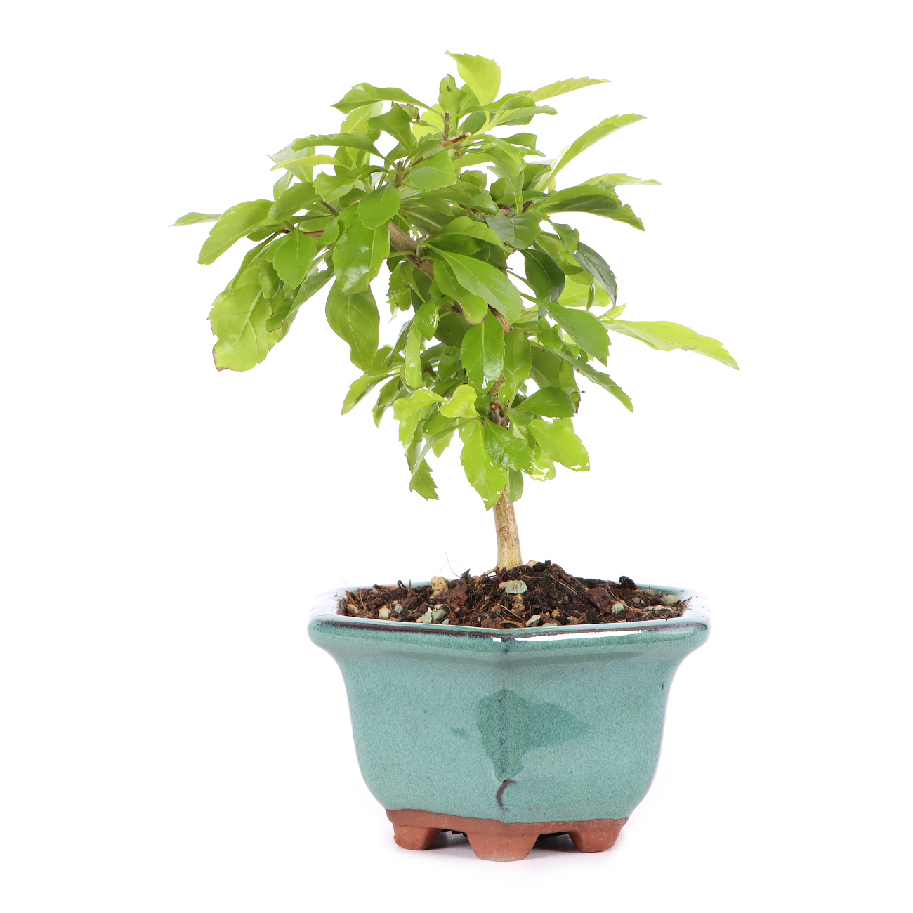 Duranta erecta