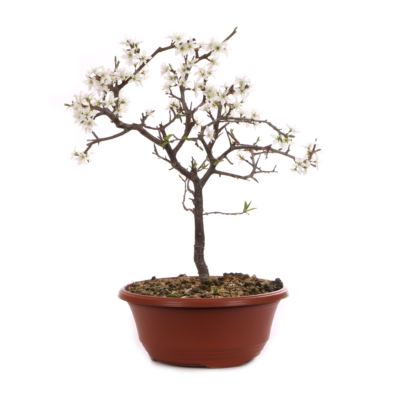 Prunus spinosa