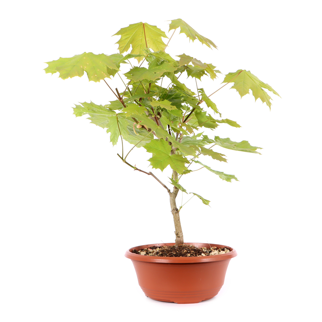 Acer platanoides