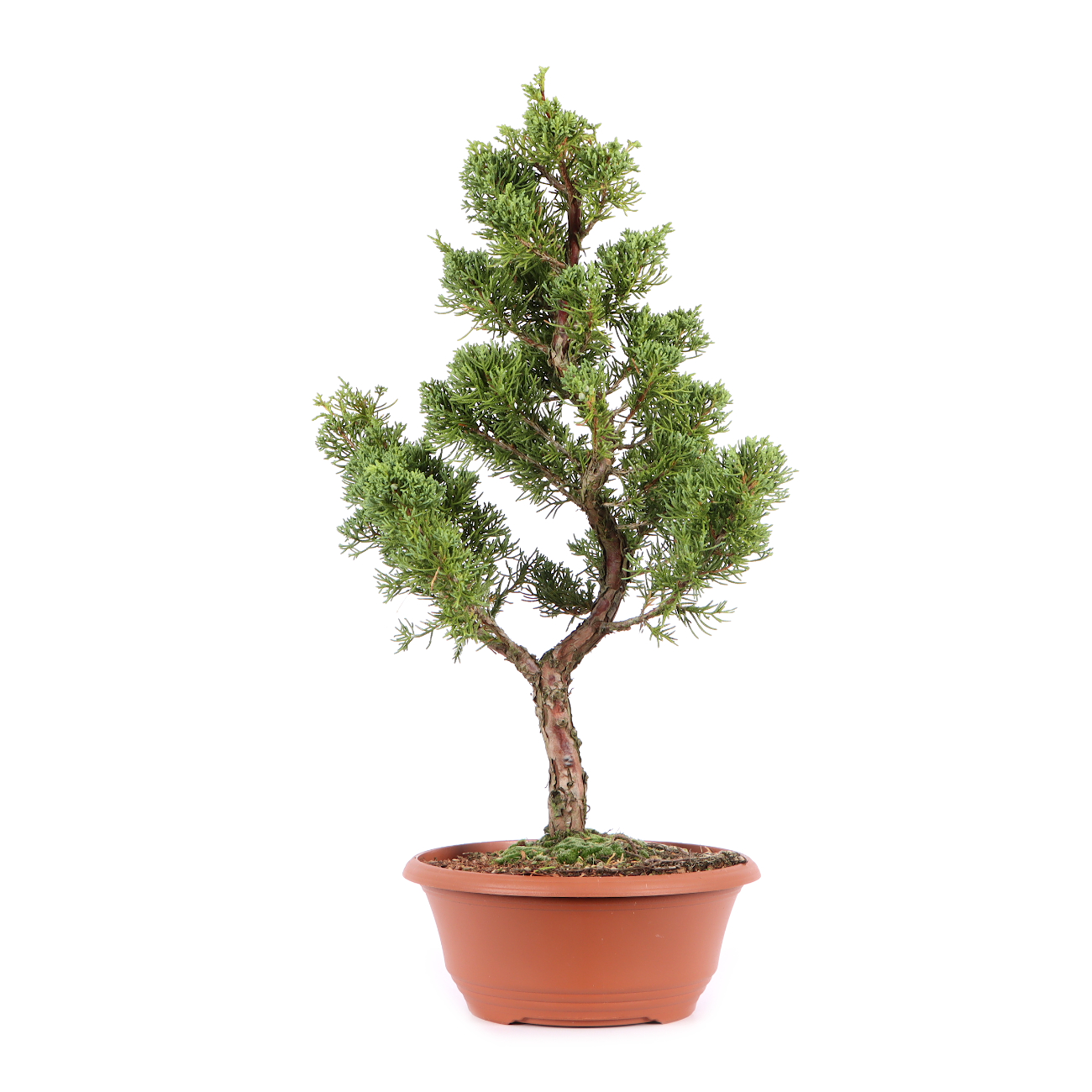Juniperus chinensis