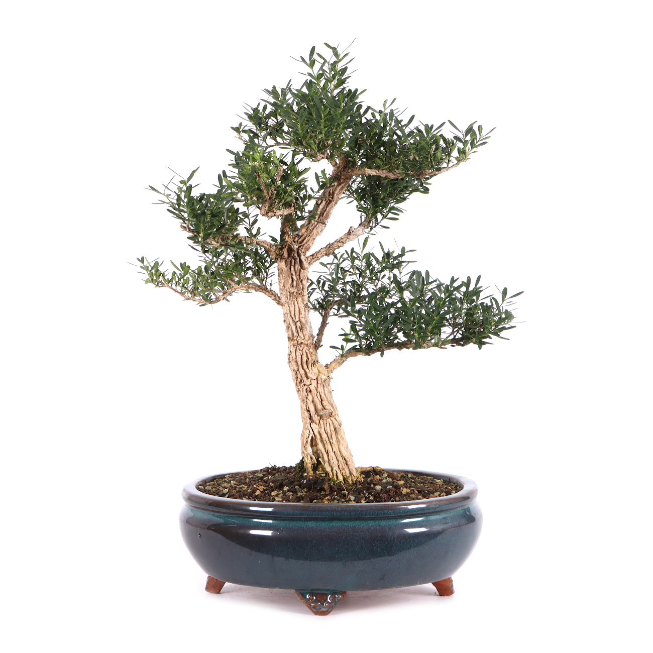 Buxus sinica var. sinica