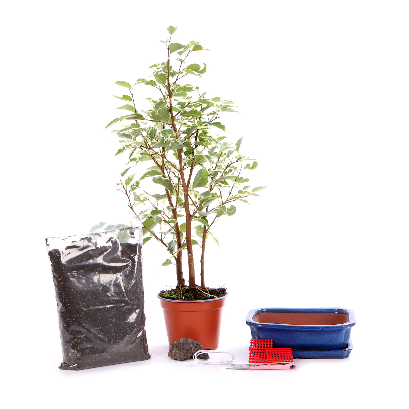 Bonsai-Set Ficus Starlight
