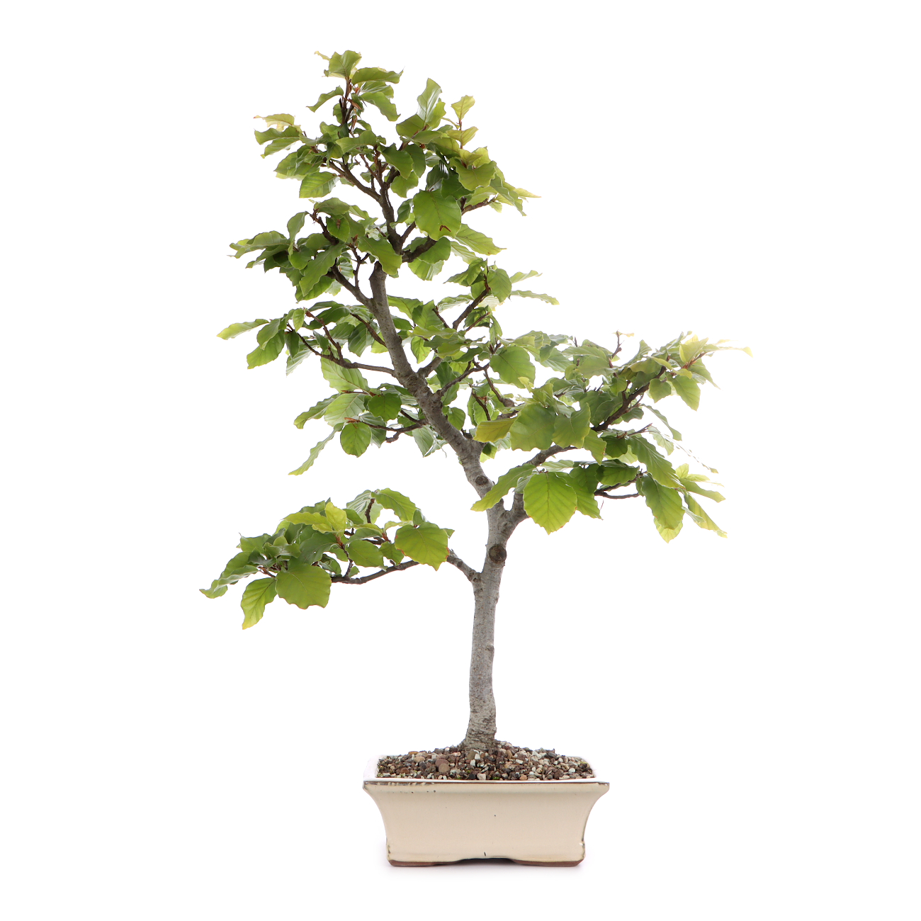 Fagus sylvatica