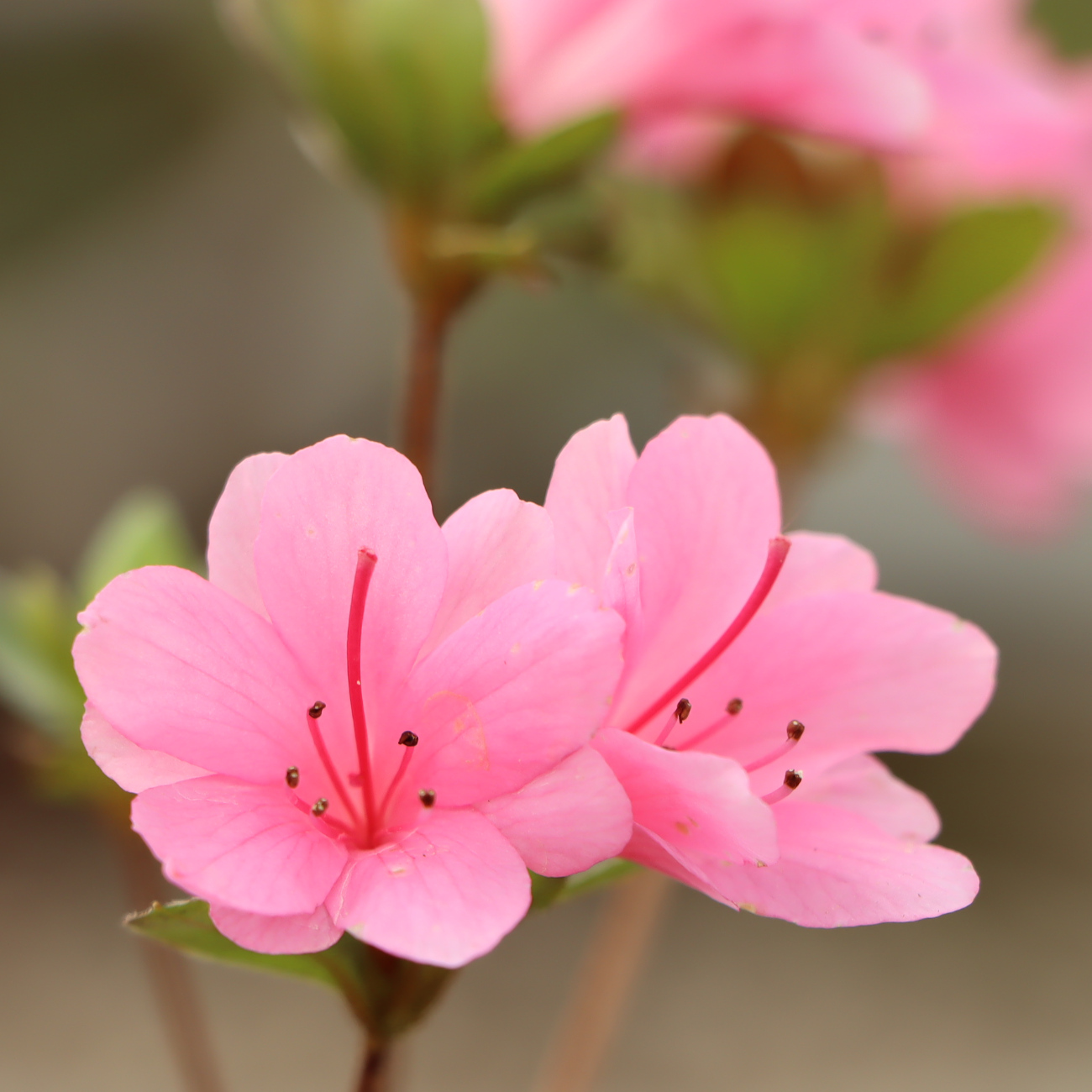 Rhododendron 'Coral Bells' (Wilson 22)