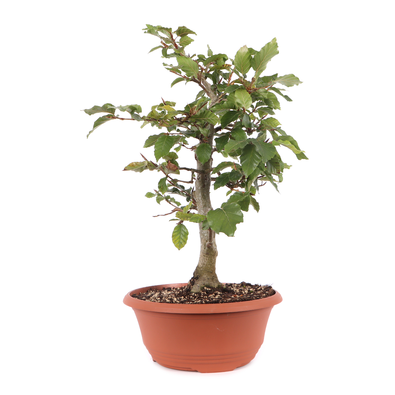 Fagus sylvatica
