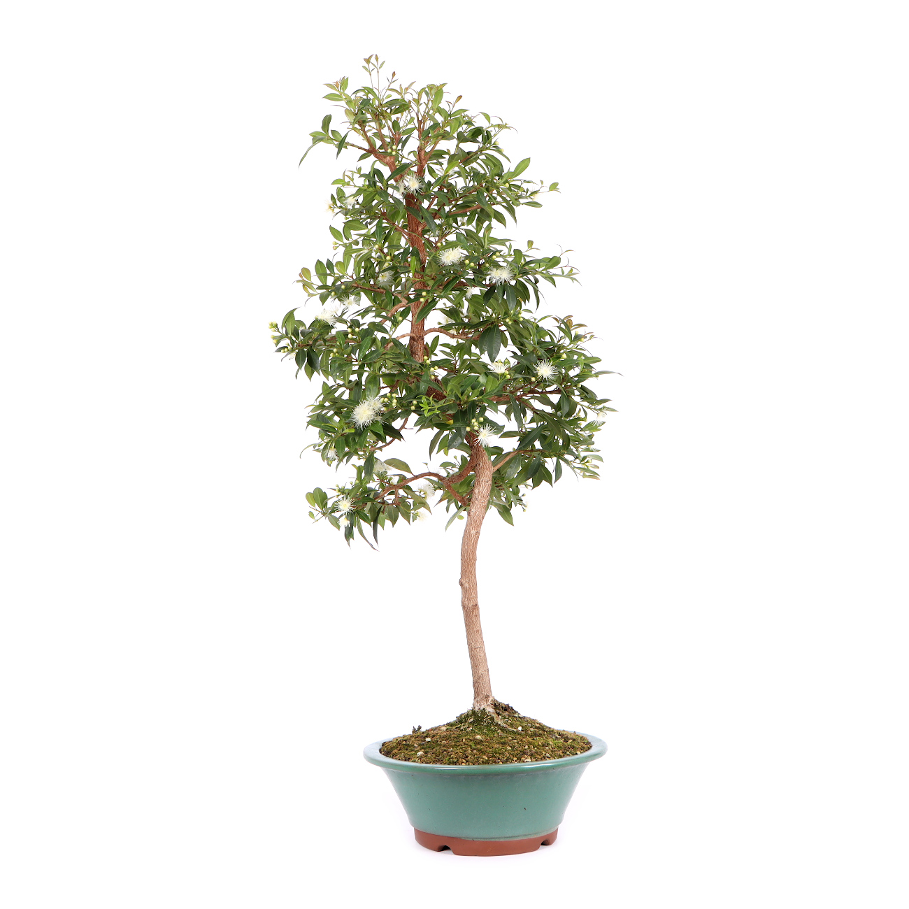 Seitenansicht rechts