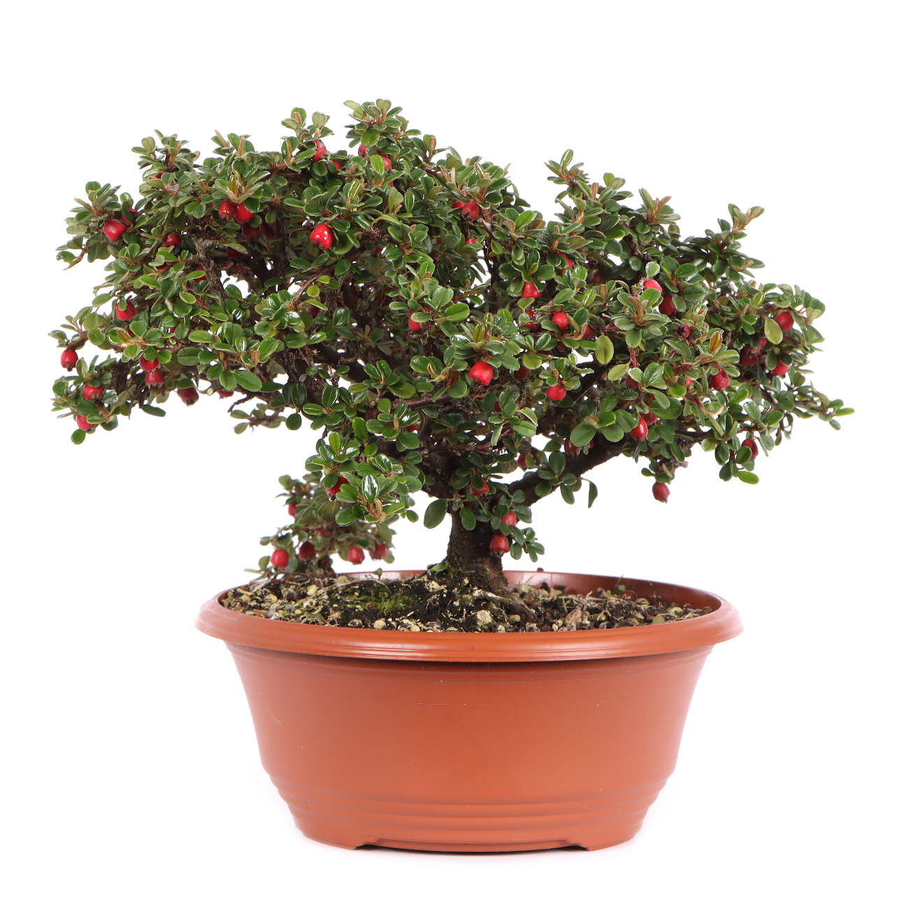 Seitenansicht rechts