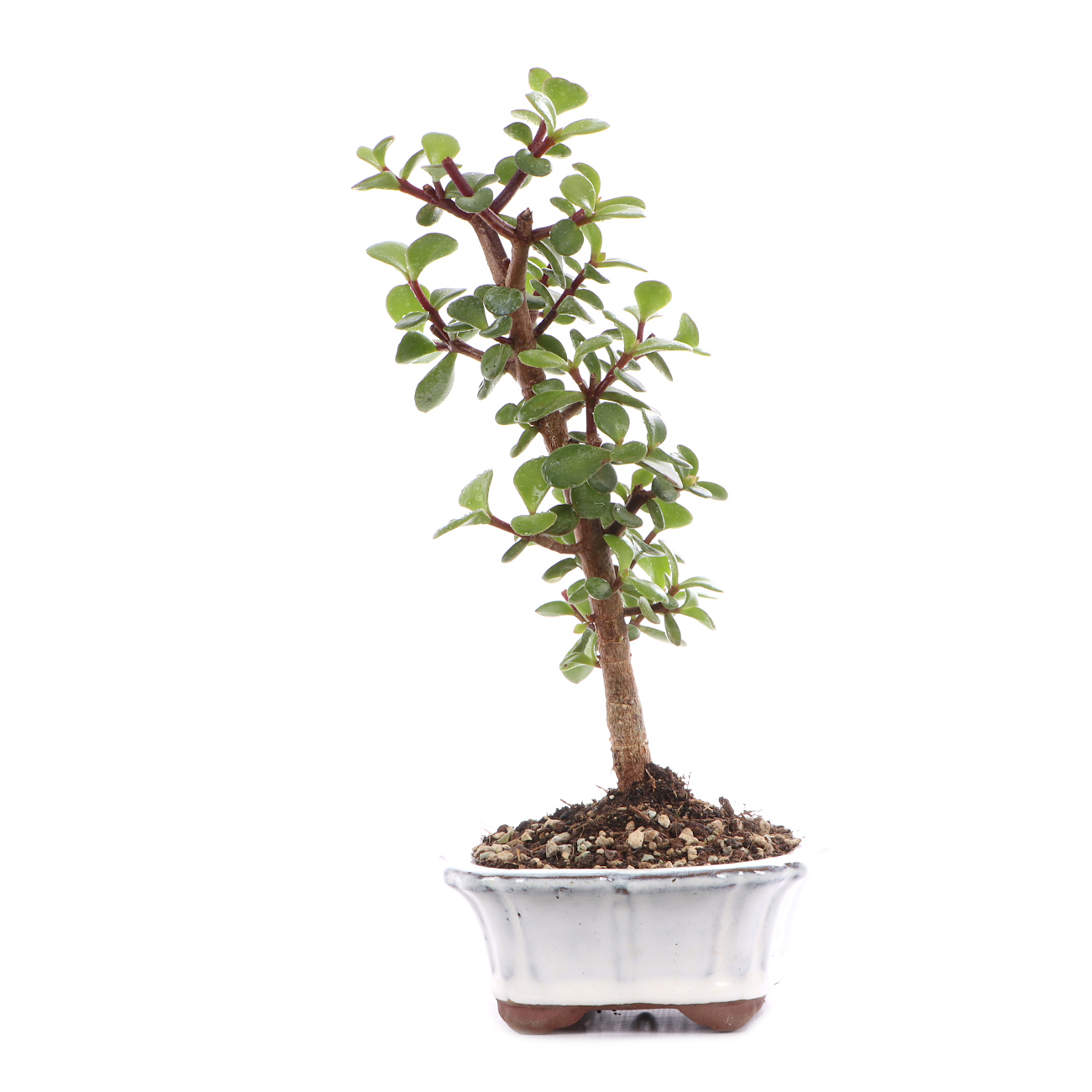 Portulacaria afra