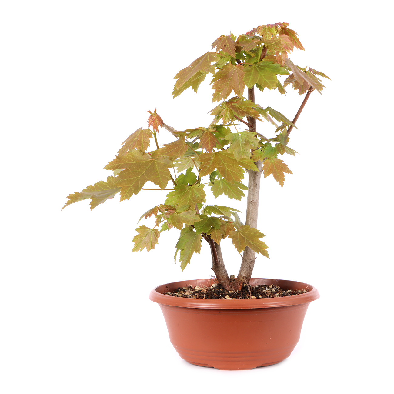 Acer rubrum 'October Glory'