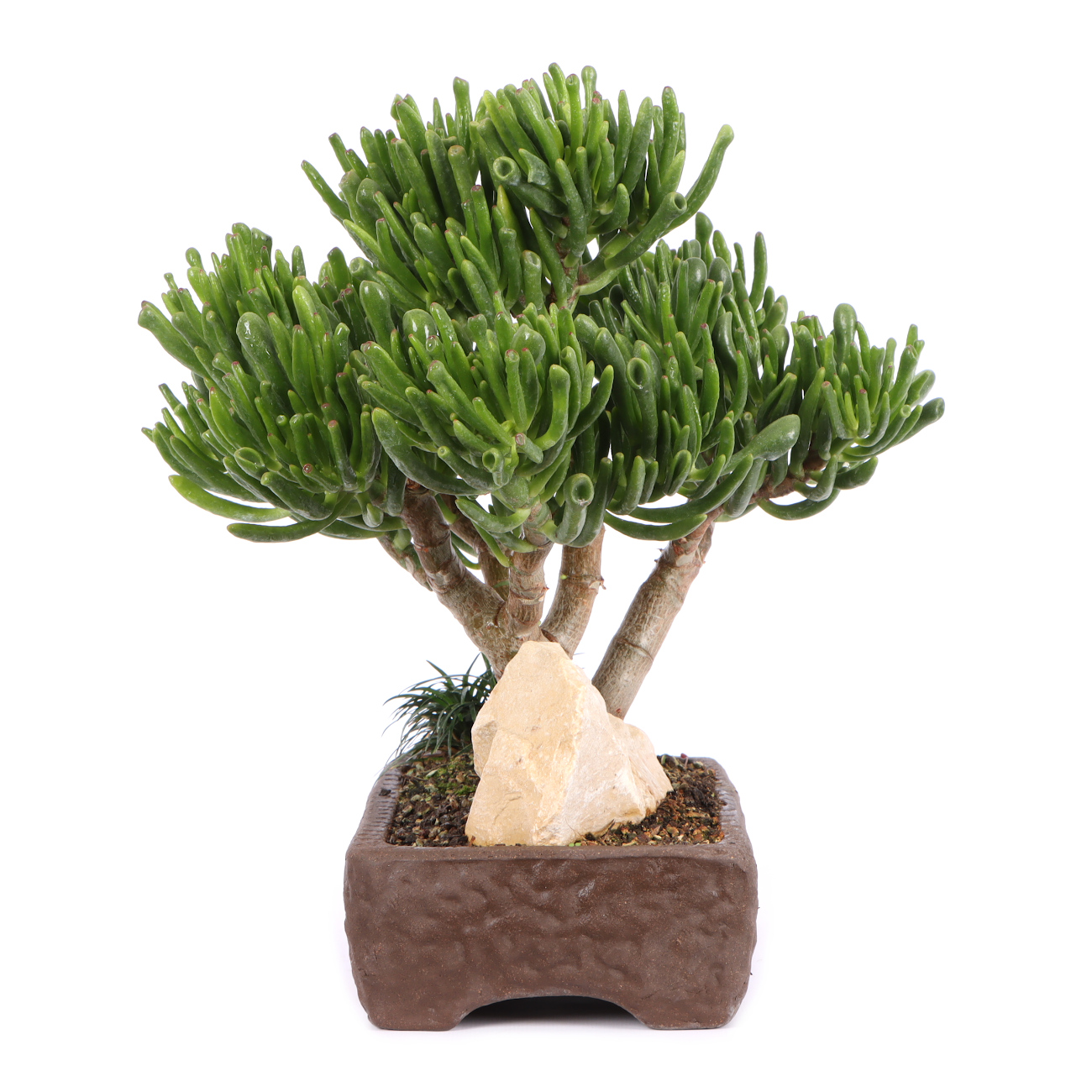 Seitenansicht rechts