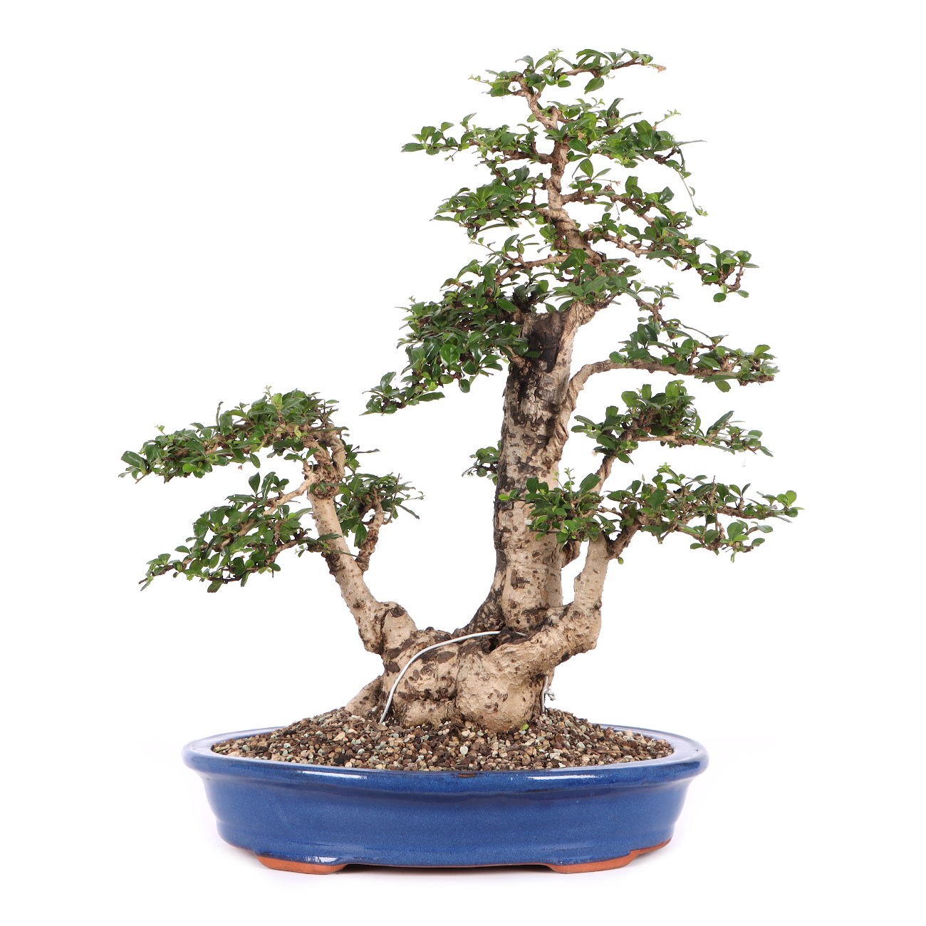 Carmona microphylla