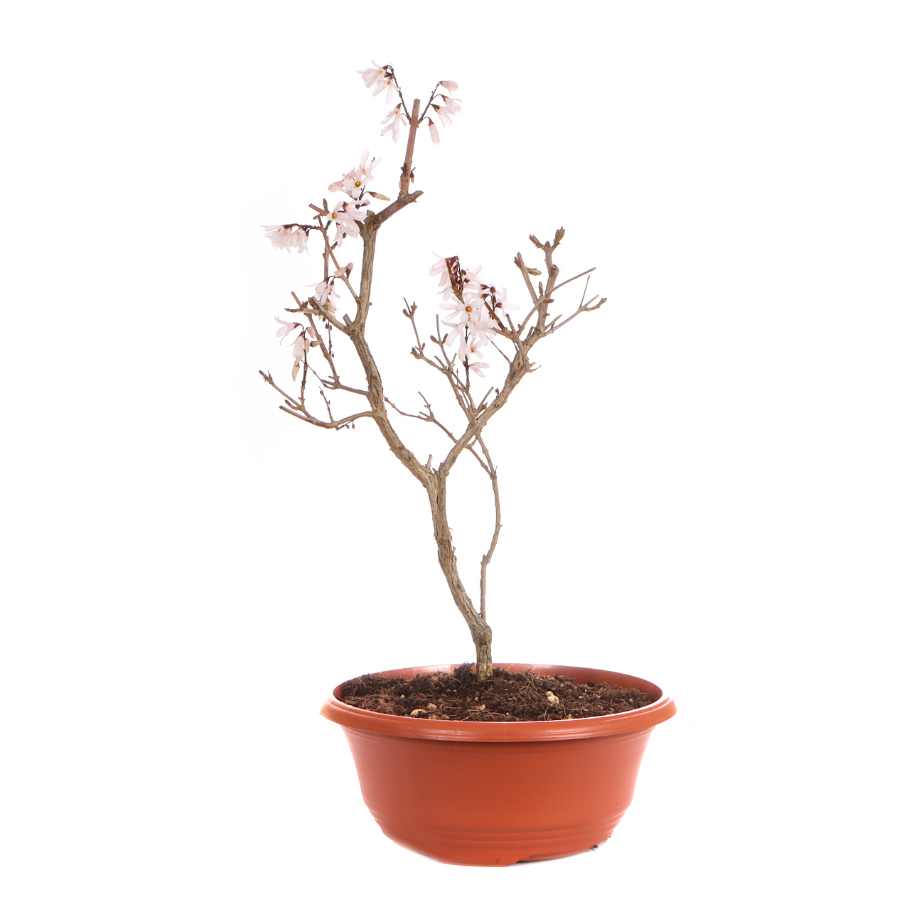 Seitenansicht rechts