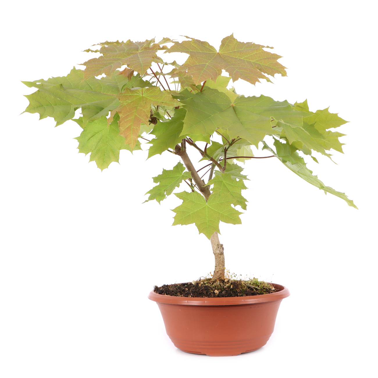 Acer platanoides