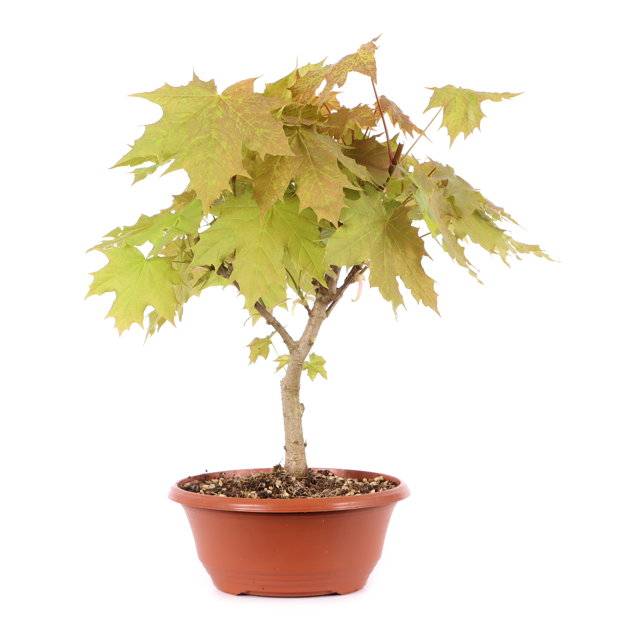 Acer platanoides