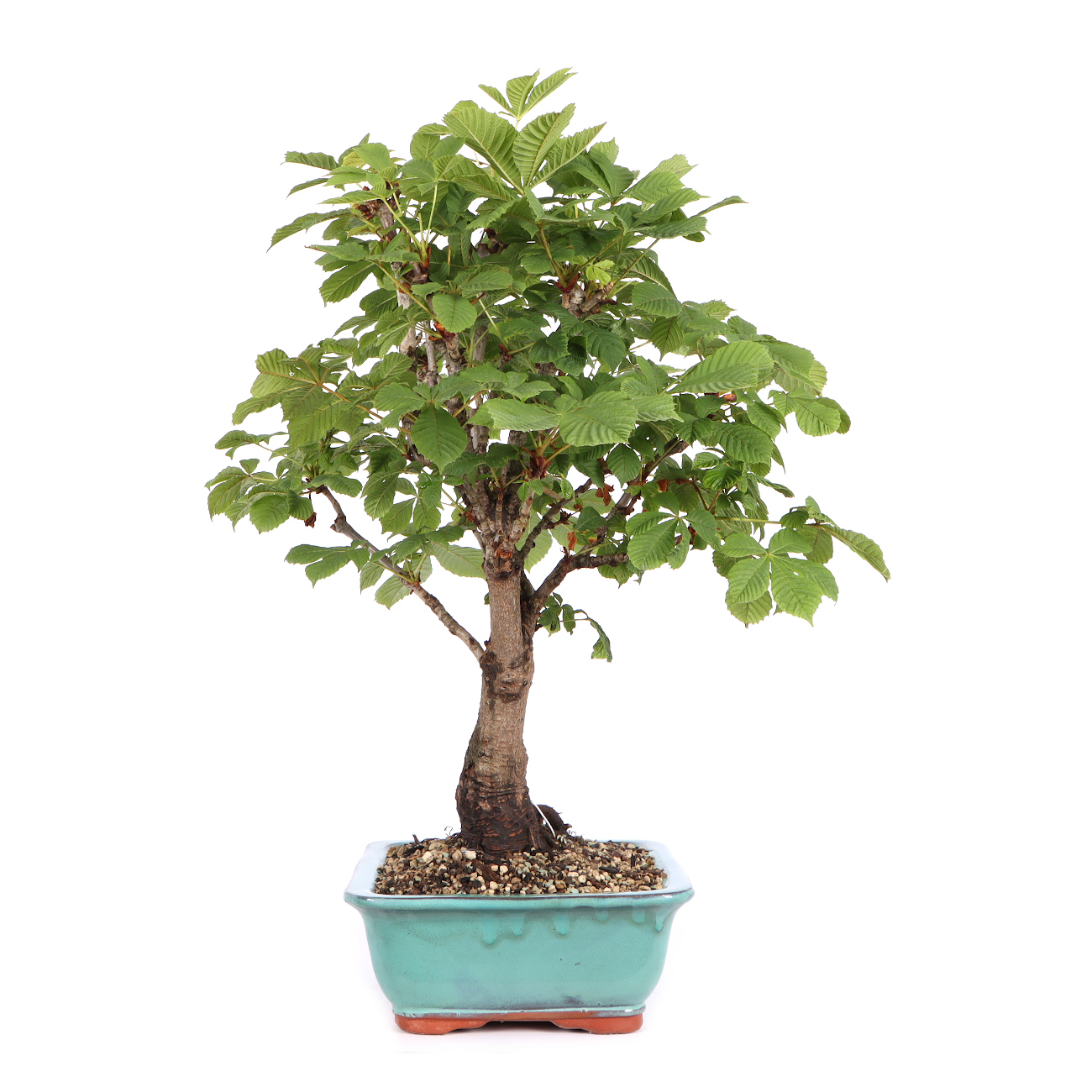 Seitenansicht rechts