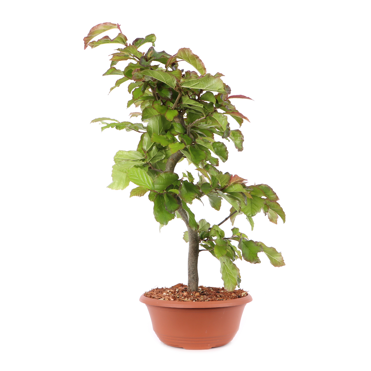 Parrotia persica 'Bella'
