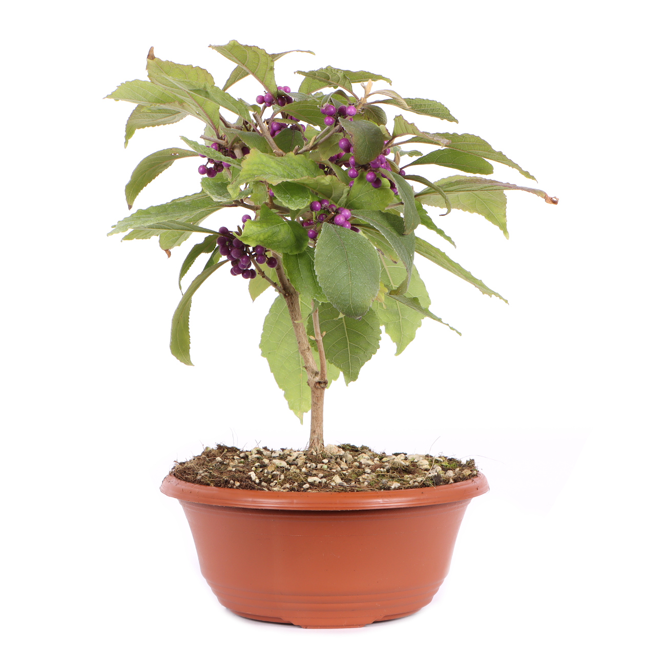 Seitenansicht rechts