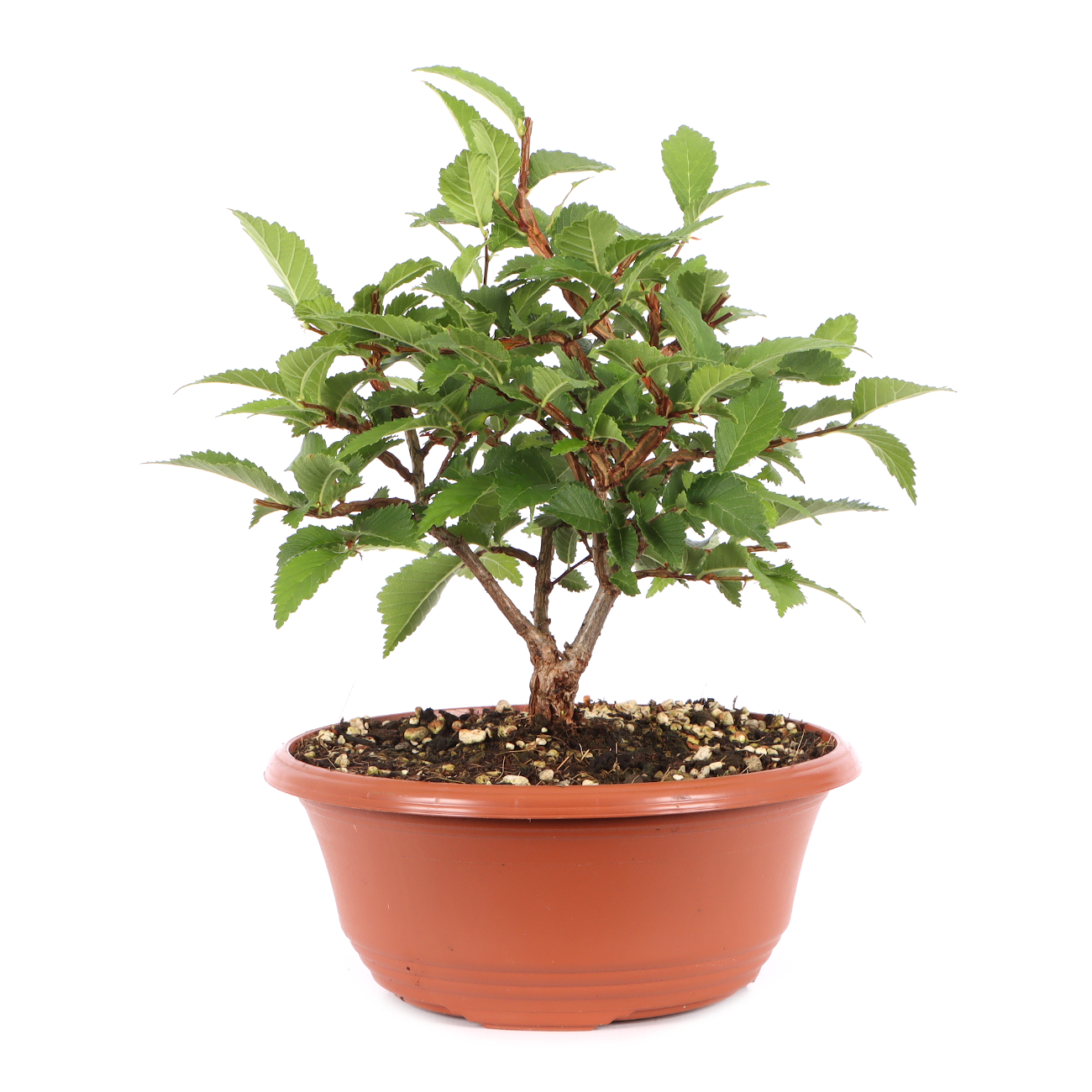 Ulmus minor var.