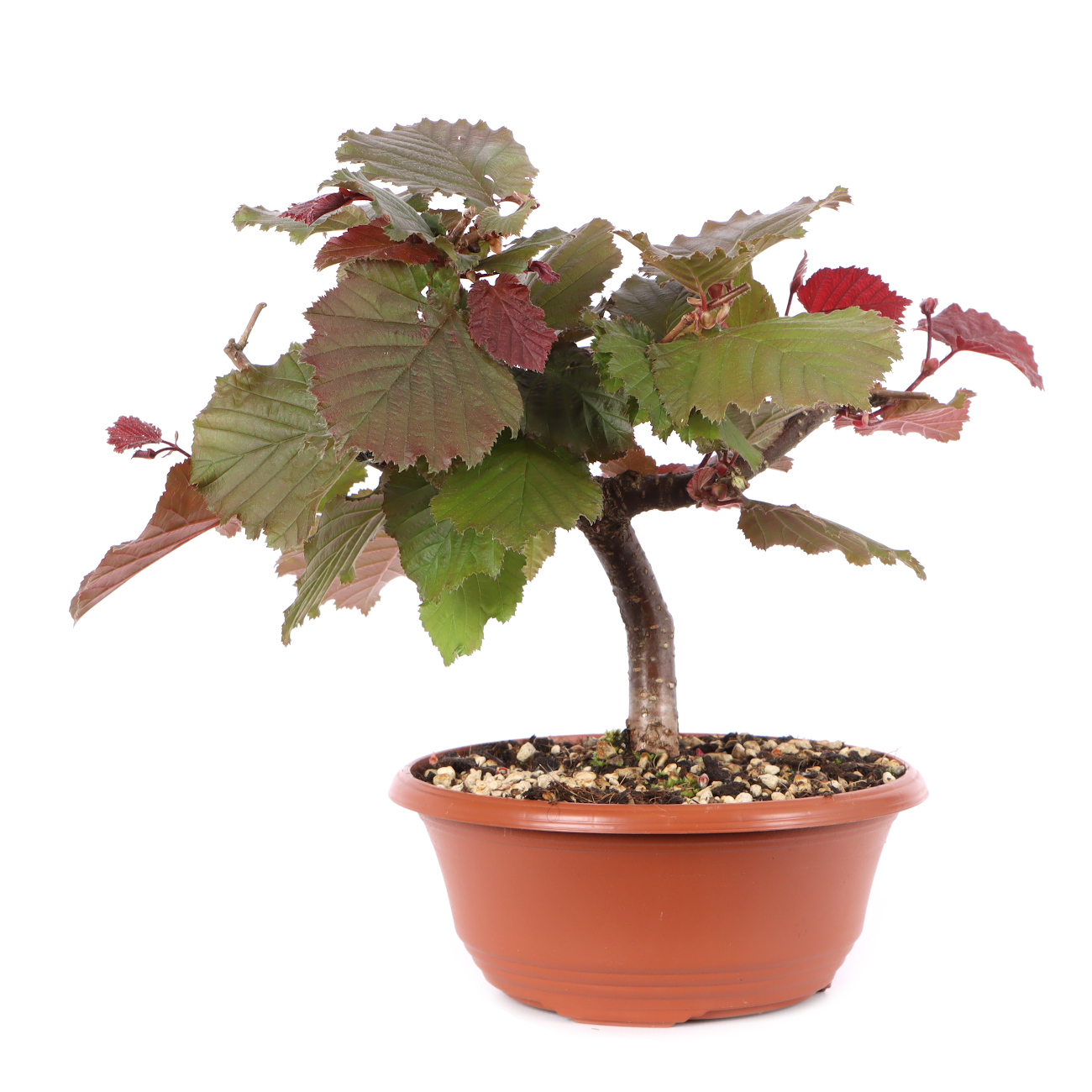 Corylus avellana 'Rotblättrige Zellernuss'