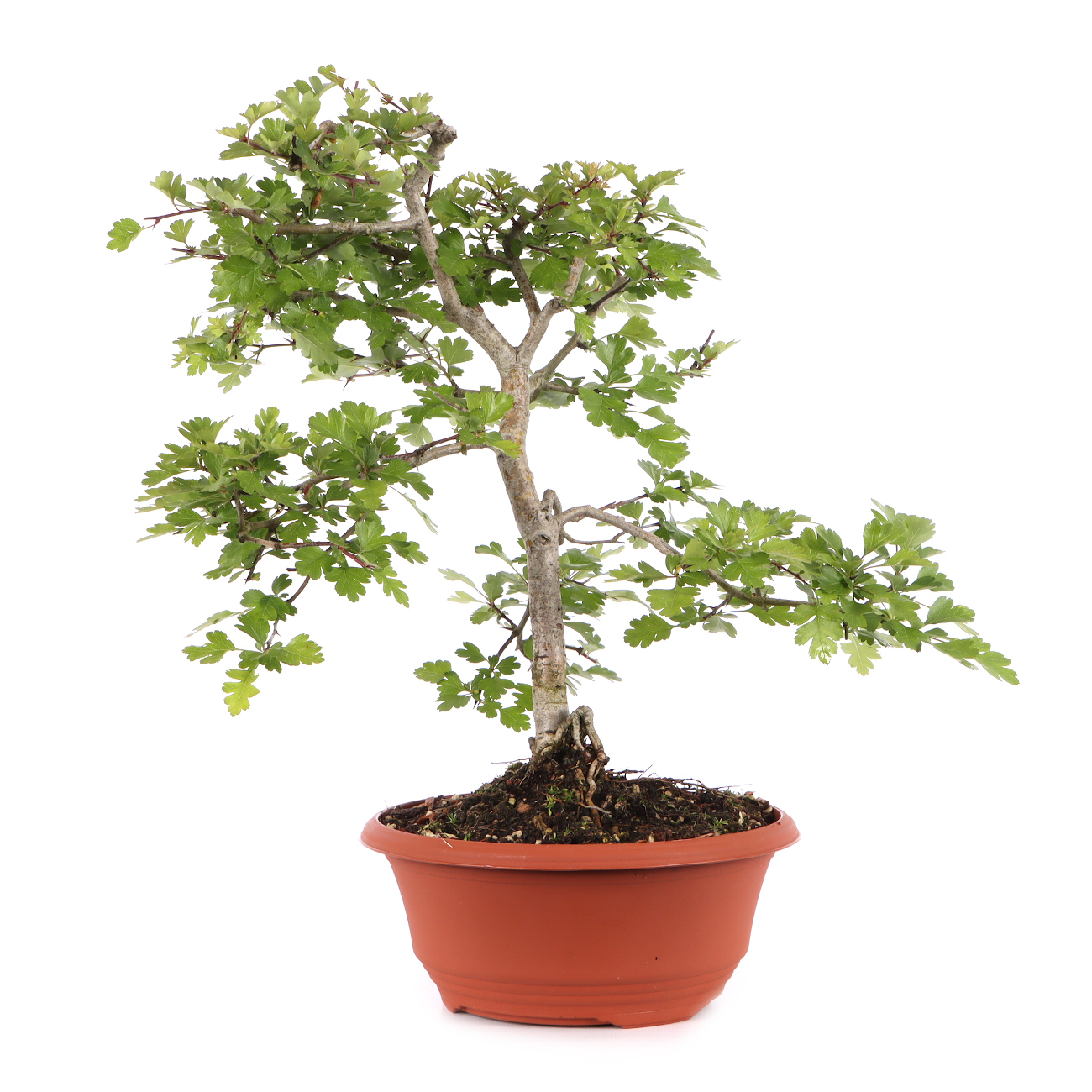 Crataegus monogyna