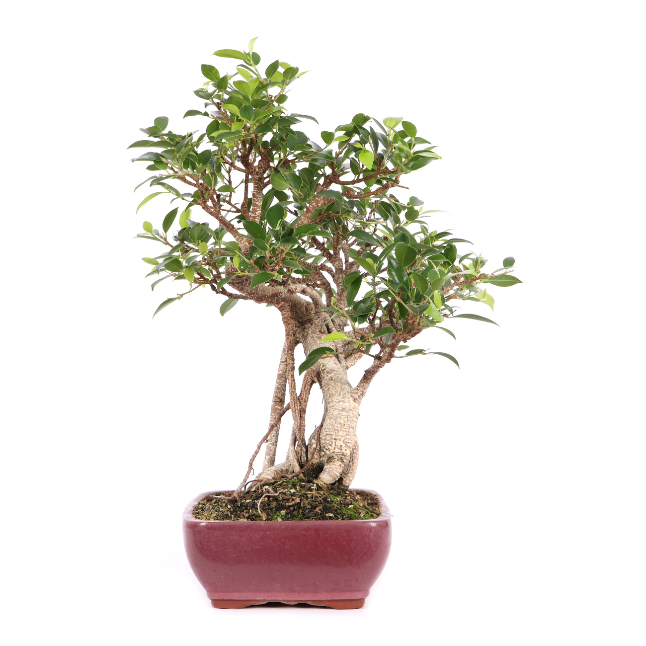 Seitenansicht rechts