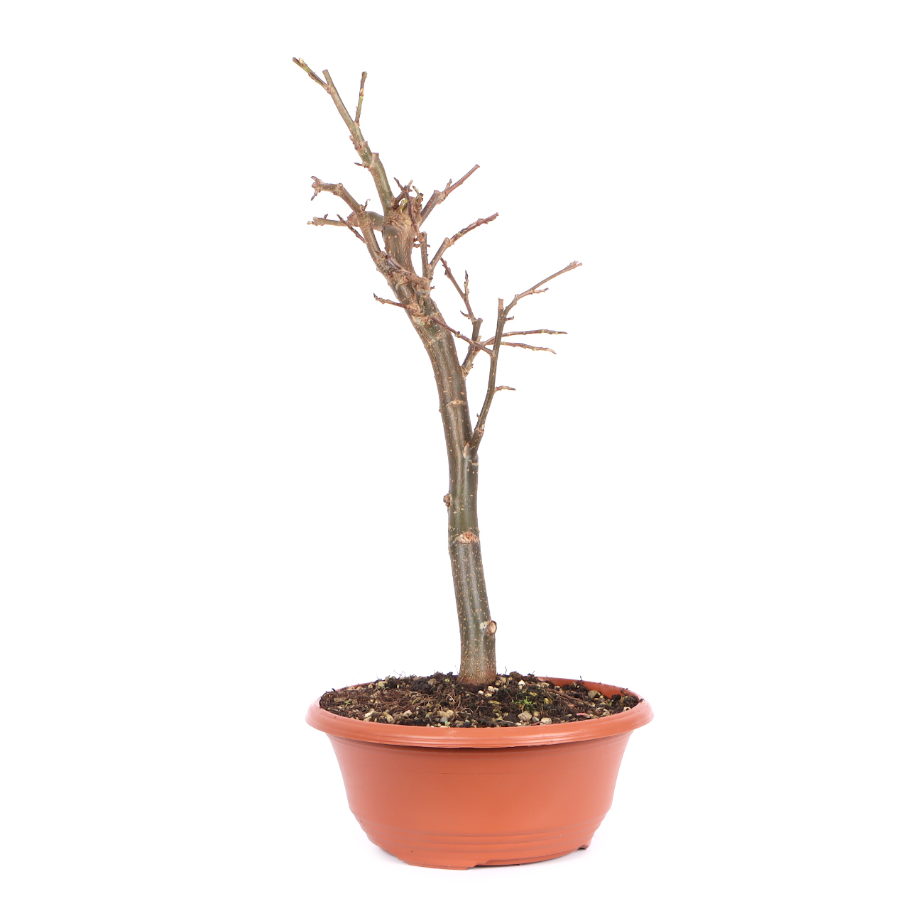 Seitenansicht rechts