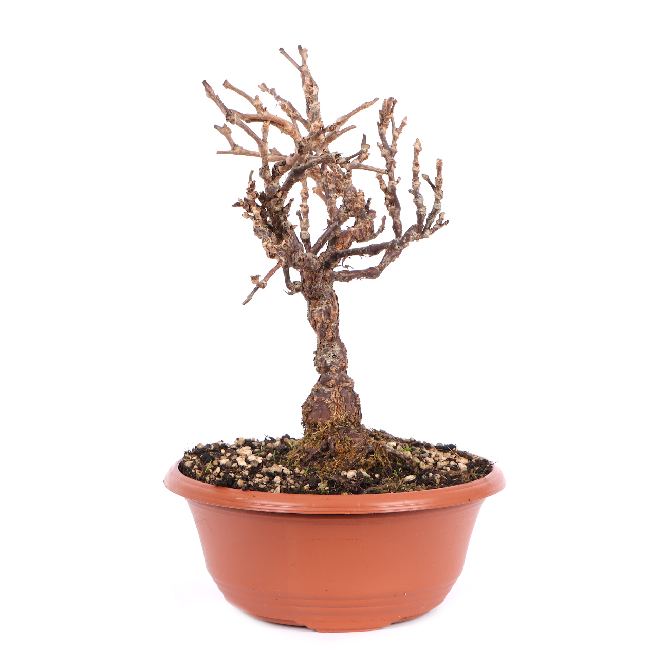 Seitenansicht rechts